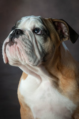 Obraz premium english bulldog portrait