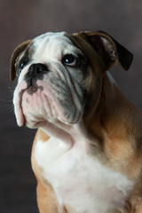english bulldog puppy