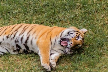 bengal tiger walking through a green meadow