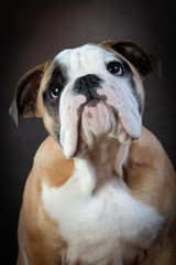 a bulldogs face