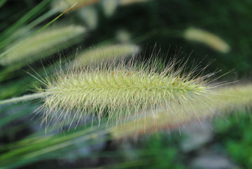 close up of cactus