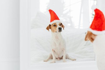 Indoor shot of kack russell terrier wears winter hat symbolozing New Year, looks in mirror. Pedigree dog has image of Santa Claus. Copy space on left side