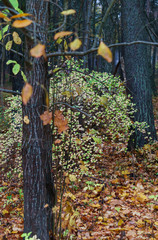 Yellow leaves on the trees in the forest. Autumn landscape.