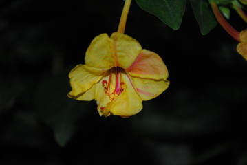 yellow flower on green background