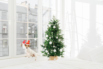 Obraz premium New Year decorated interior bedroom with white bed and jack russell terirer dog posing near big window, wears Santa Claus hat. Festive holiday day