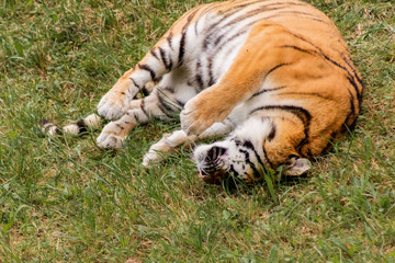 bengal tiger walking through a green meadow