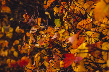 view of the park in autumn in St. Petersburg