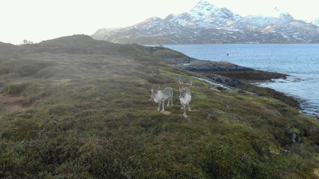 Norwegian deer near the fjord