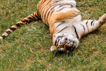 bengal tiger walking through a green meadow