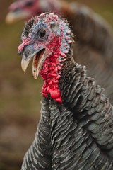 portrait of turkey