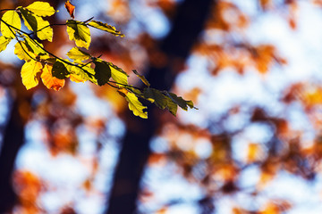 Blätter im Herbst im Wald