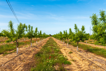 Almond trees in an orchard on a summer day. Mallorca, Spain