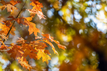 Blätter im Herbst im Wald