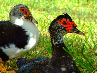two ducks on green grass close-up