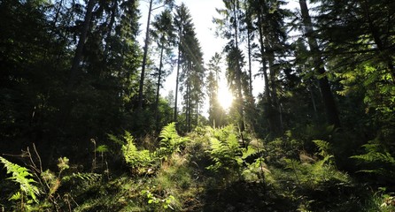 spruce trees with sunrays, tree funeral, forest cemetery