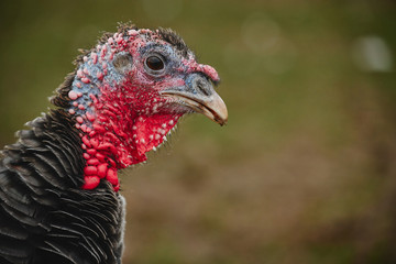 portrait of turkey