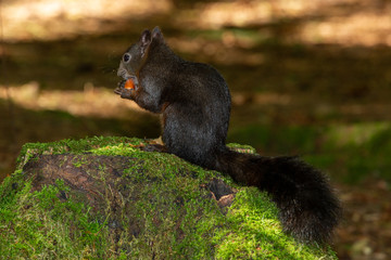 Eichhörnchen mit Nuss