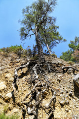 Pine tree growing on the edge of a cliff in the mountains on the Lycian Way in Turkey.