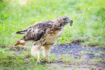 falcon with a worm in his mouth