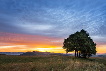 Fototapeta na wymiar Samotne drzewo na Podhalu podczas wschodu słońca, Polska
