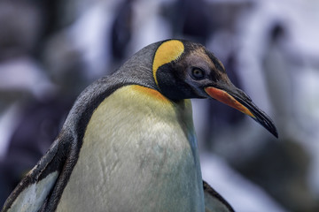 Naklejka premium Penguin in Loro Park. Tenerife, Spain