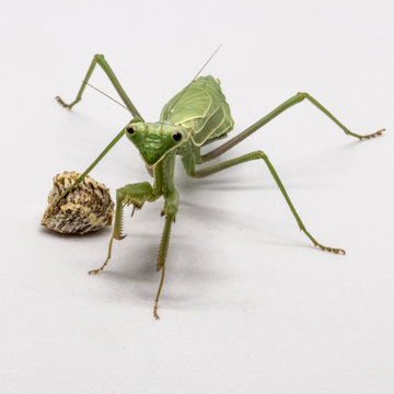 Mantis with ootheca