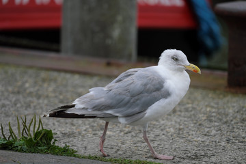 Hafenszene mit Seemöve am Kai - Stockfoto