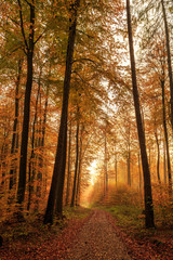 Herbstlicher Waldweg im Morgengrauen / Path through fall coloured forest at dawn