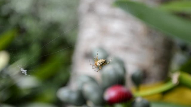 Spider  weaving a web trap	in a garden