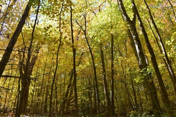 Fototapeta premium Liście w lesie
