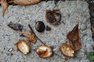 chestnuts