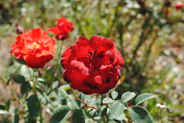 red tulips in the garden