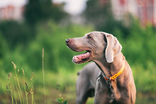 Big grey dog strolling at green beautiful meadow