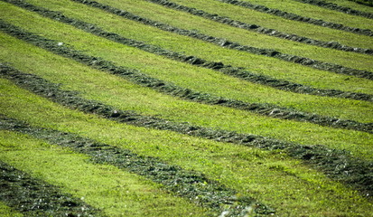 Cropped grass in lines in a meadow