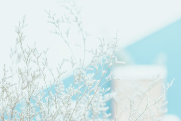Soft focus white flower with light blue background