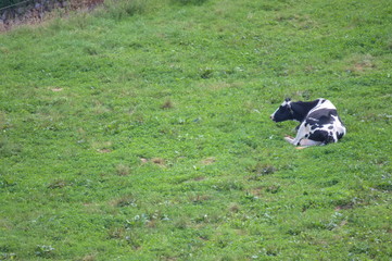 Naklejka na ściany i meble A cow lying on a green meadow. Cantabria, Spain
