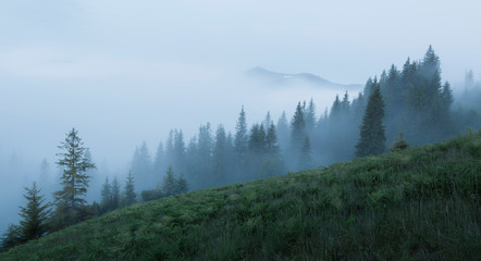 Panorama of the forest in the fog; background of foggy morning