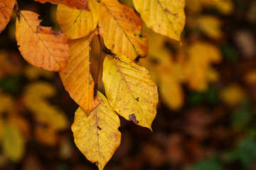 Bright yellow leaves in the autumn forest