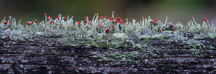 Brittish soldiers lichen (Cladonia cristatella) growing on old wooden fence railing. Red fruiting bodies produce spores for dissemination. Thin lines are spider silk. - obrazy, fototapety, plakaty
