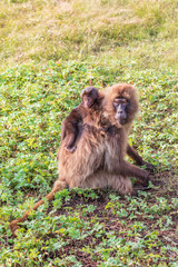 Ethiopia. North Gondar. Simien Mountains National Park. Female Gelada baboon with baby on her back.