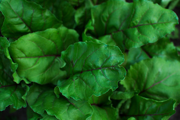 Green fresh beet leaves, organic.