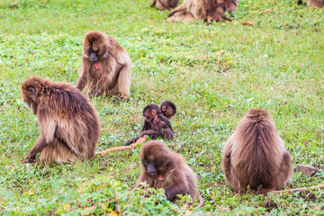 Ethiopia. North Gondar. Simien Mountains National Park. Two babies in a troop of Gelada baboons.