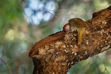 Golden-tailed Woodpecker - Campethera abingoni species of bird in the family Picidae, red head bird with yellow or gold tail pecking on the tree trunk