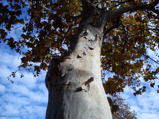 Autumn yellow leaves on a plane tree. Yellow tree crown on a background of blue sky with clouds....
