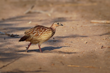Crested Francolin - Dendroperdix sephaena species of bird in the Phasianidae family. It is found in Angola, Botswana, Democratic Republic of the Congo, Ethiopia, Kenya