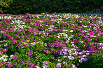 A mass of beautiful purple daisy flowers surrounded by lush green leaves