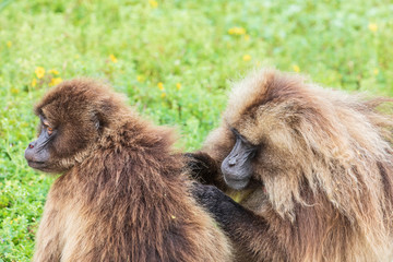 Ethiopia. North Gondar. Simien Mountains National Park. A pair of Gelada baboons grooming each other.
