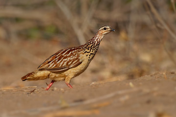 Crested Francolin - Dendroperdix sephaena species of bird in the Phasianidae family. It is found in Angola, Botswana, Democratic Republic of the Congo, Ethiopia, Kenya