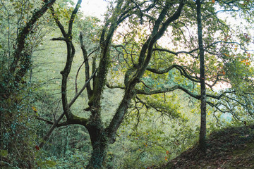 Fototapeta premium Beautiful tree in a lush forest
