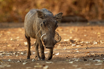 Common Warthog - Phacochoerus africanus  wild member of pig family Suidae found in grassland, savanna, and woodland, in the past it was as a subspecies of P. aethiopicus